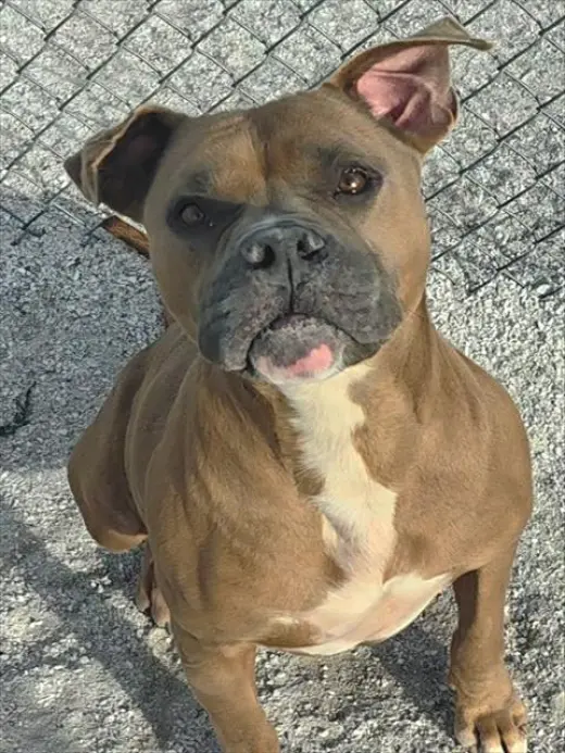 DUKE