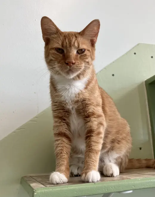 Kiki