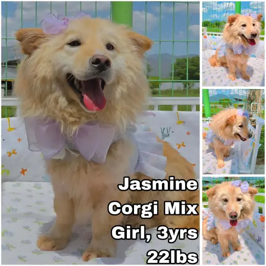 Jasmine from Korea