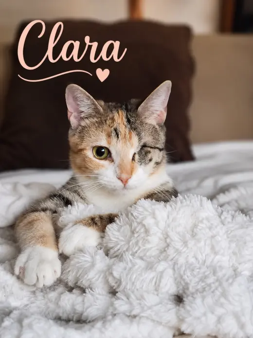 Clara, Willow Grove PS (FCID 01/13/2026-151)