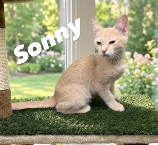 Sonny