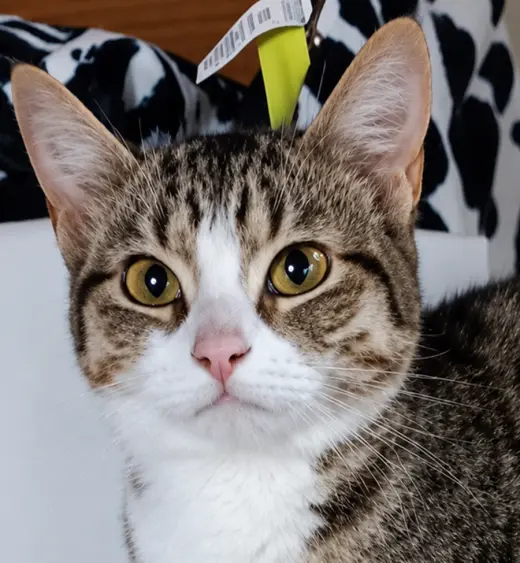 Kitten Eenie