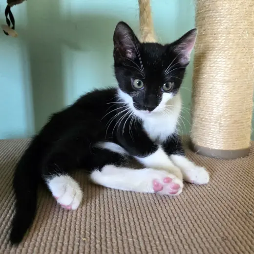 Jafar