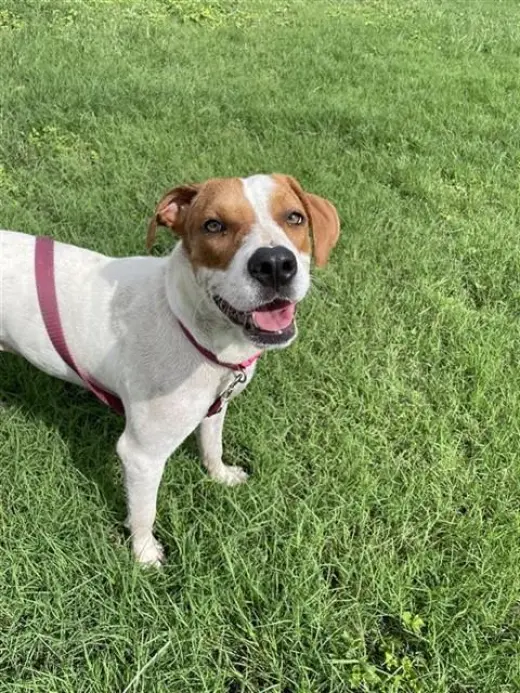 DAISY