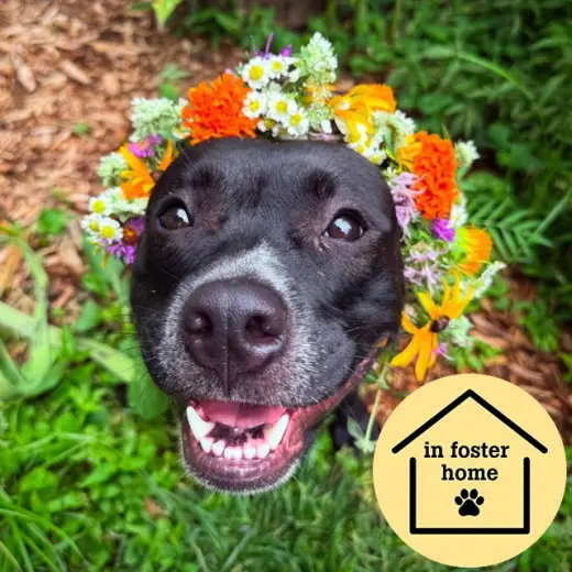 BOBBIE
