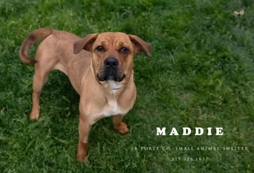 Maddie
