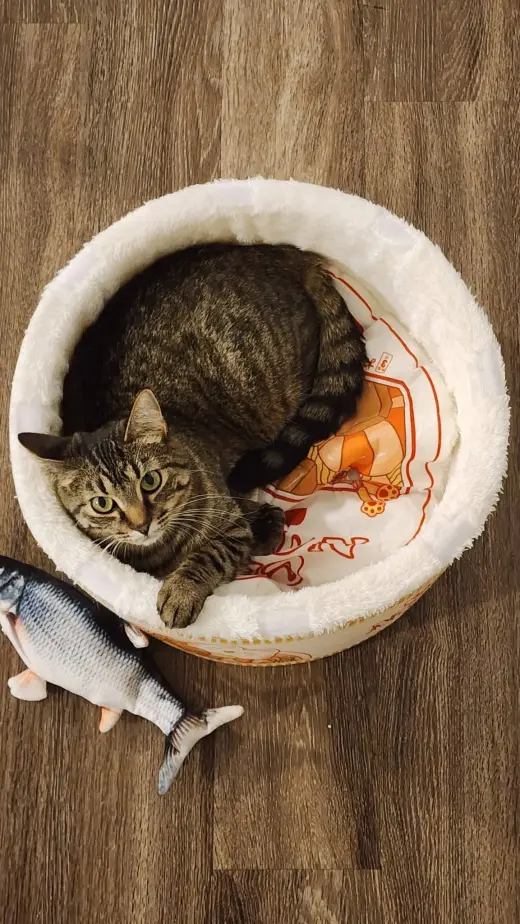 Little One (bonded pair with Buddy)