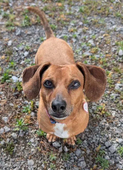 Henry in TN