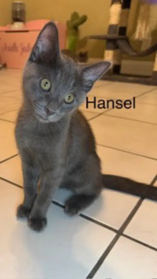 Hansel