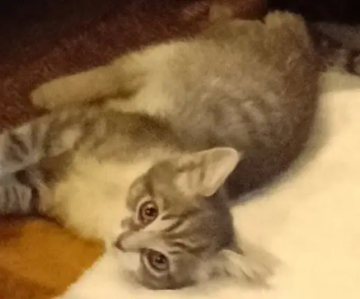 Tuffy