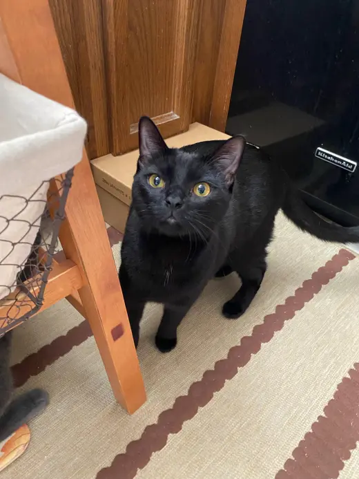 Luna 3