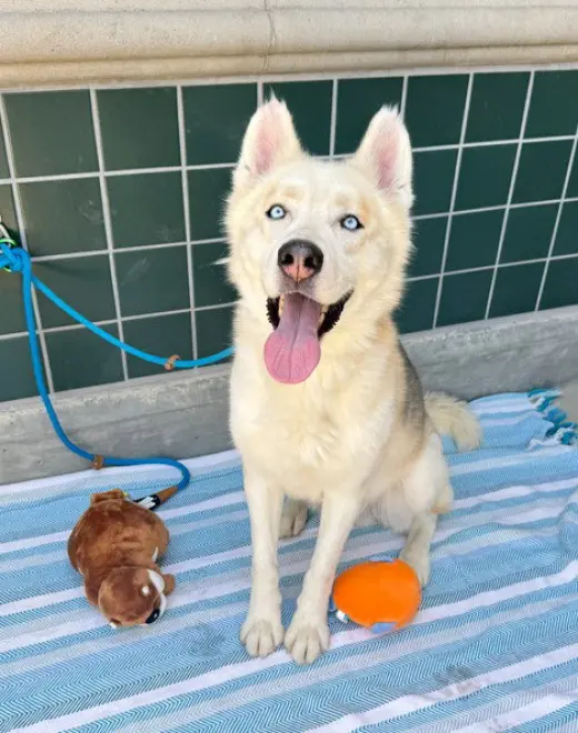 BALTO