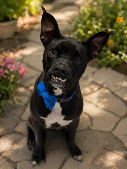 Rocco