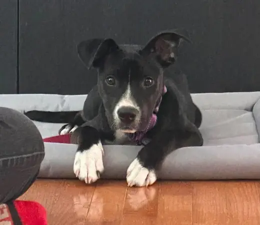 Loki