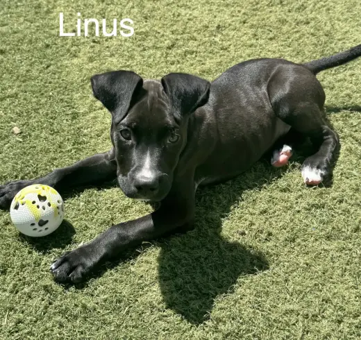 Linus