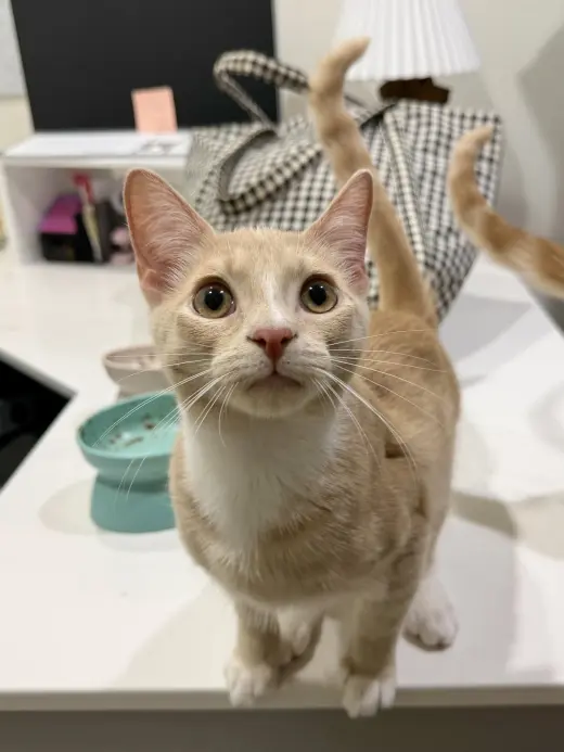 CAT - Louie