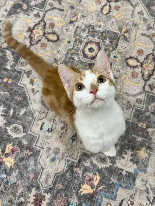 CAT - Lenny