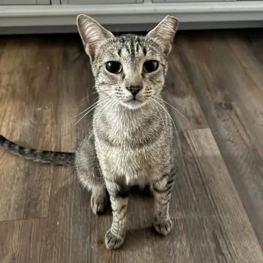 Carmela
