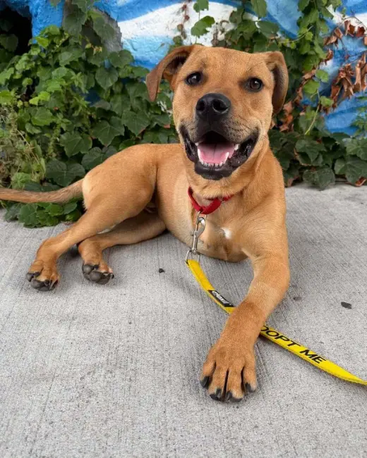 Roscoe (AL)