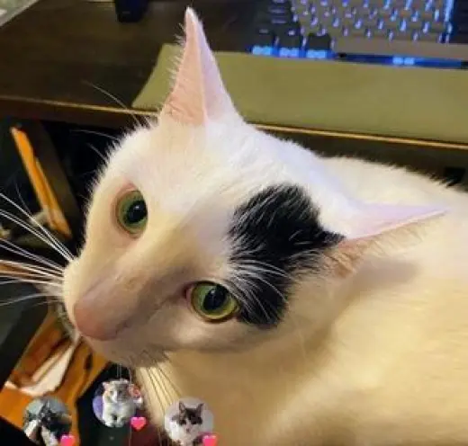 Percy