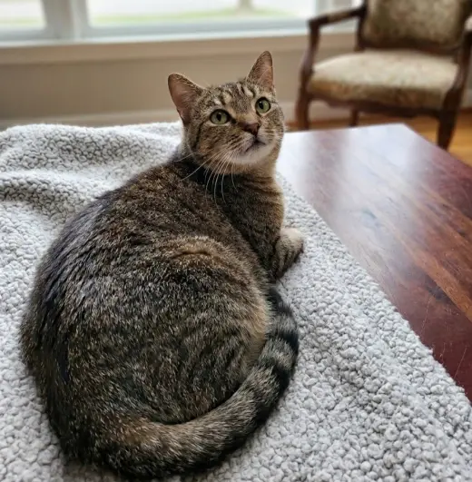 Maple