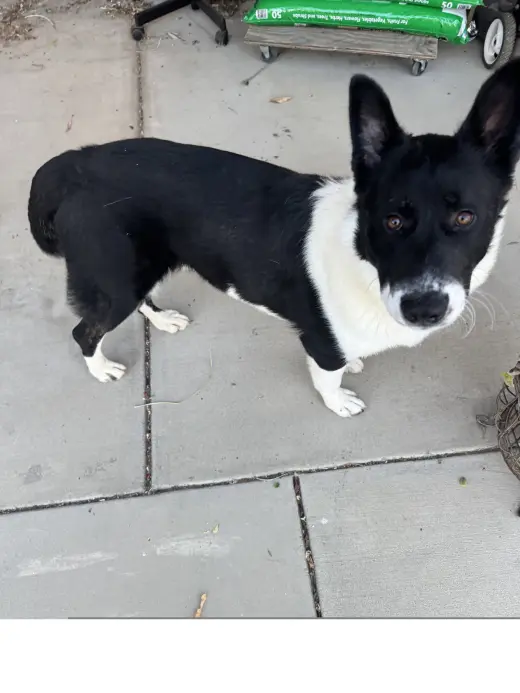 Oso