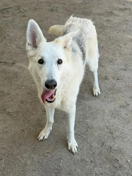 HEIDI