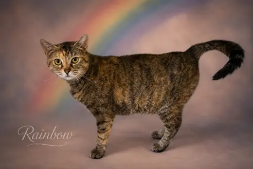 Rainbow (FCID# 04/08/2026 - 20)