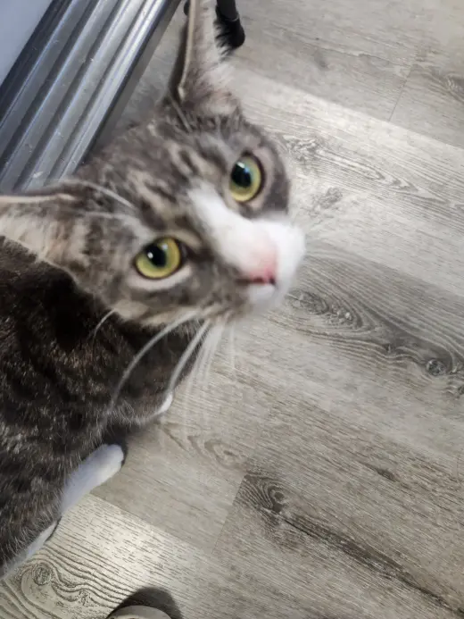 Abbie