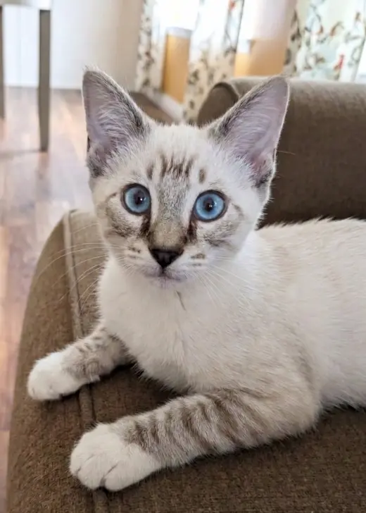 Horchata