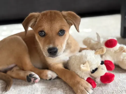 Bambi