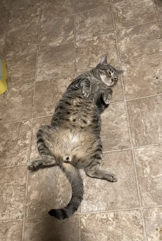Cosmo