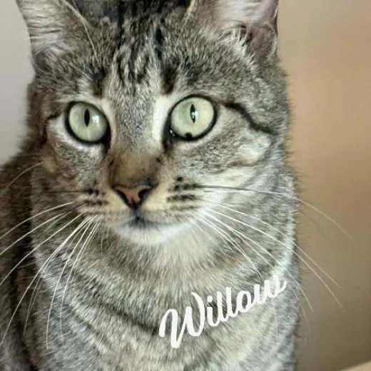 Willow #your-fast-friend