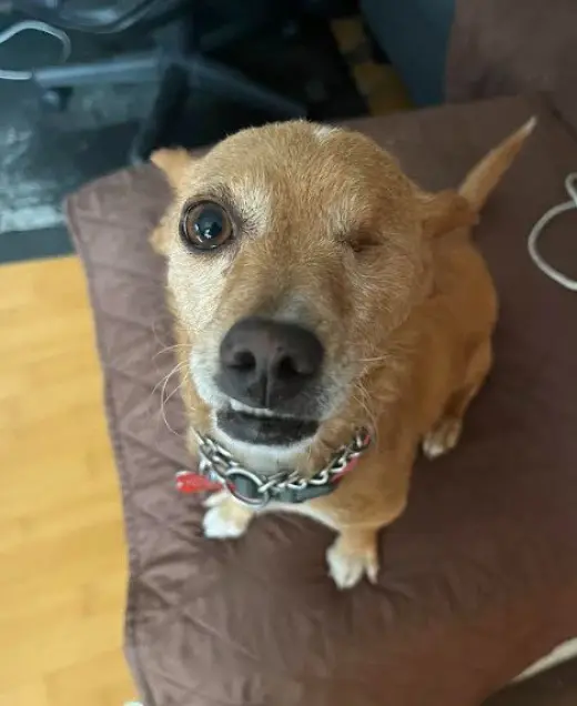 Chispita