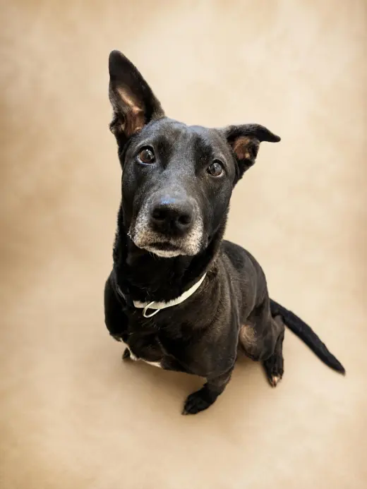 Stormy-$75 Adoption Fee! Diamond Dog!