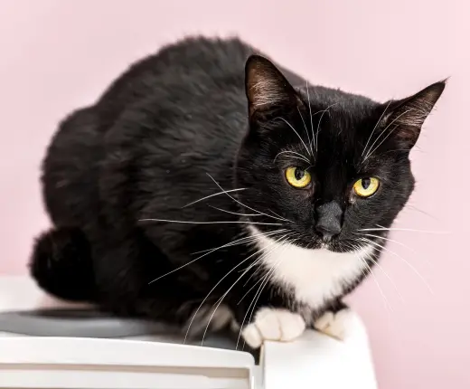 Slipper (bonded with LaRue) - KBC