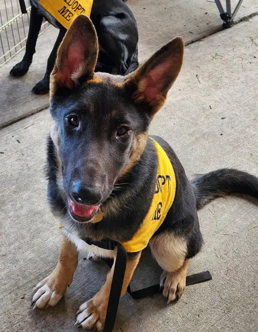 Bea