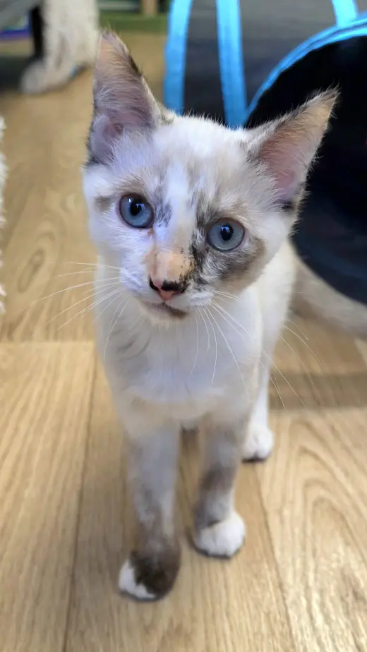Piper