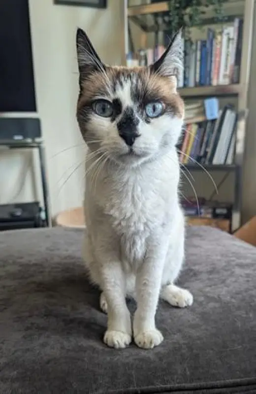 Miss Lizzie