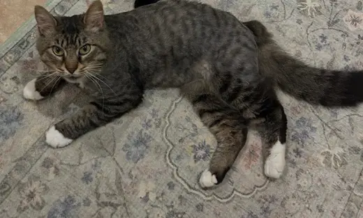 FOZZY BEAR - Maine Coon mix - BIG Sweetie