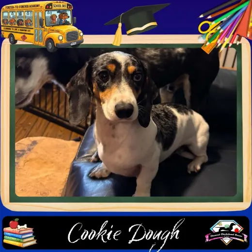 Cookie Dough
