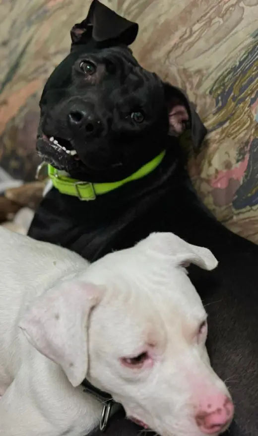 Bellisima
