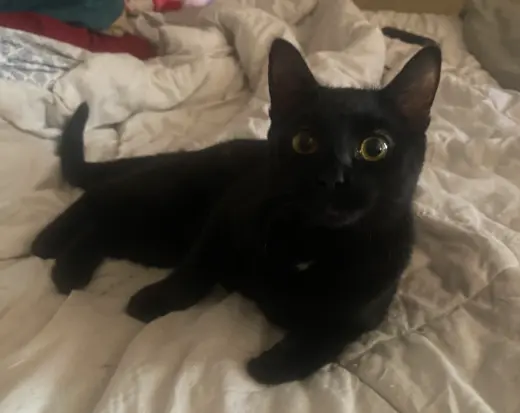 Pepper