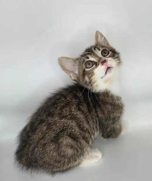 Tom