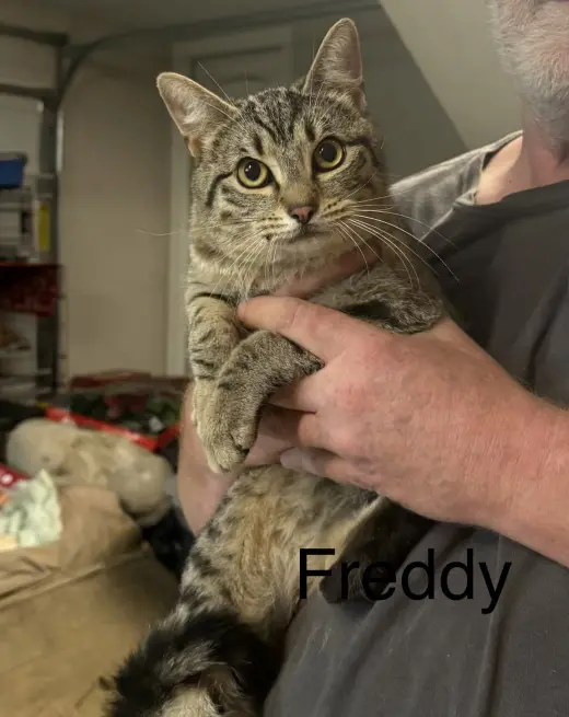 Freddy (dh)