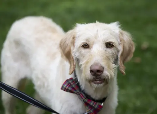 Scottie - ADOPTED!!!