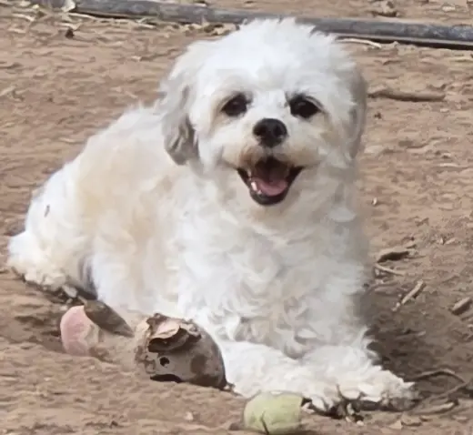 **LOLA - Read Bio Below