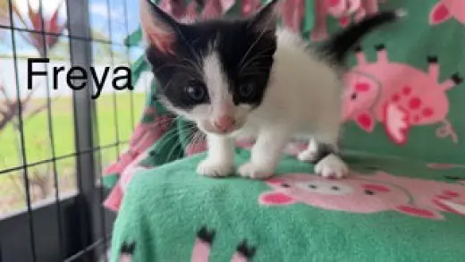 Freya