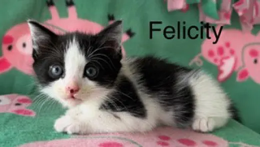 Felicity