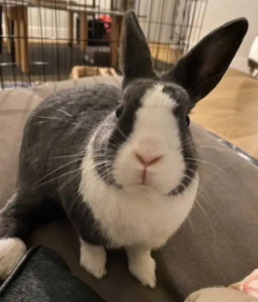Lil Bun